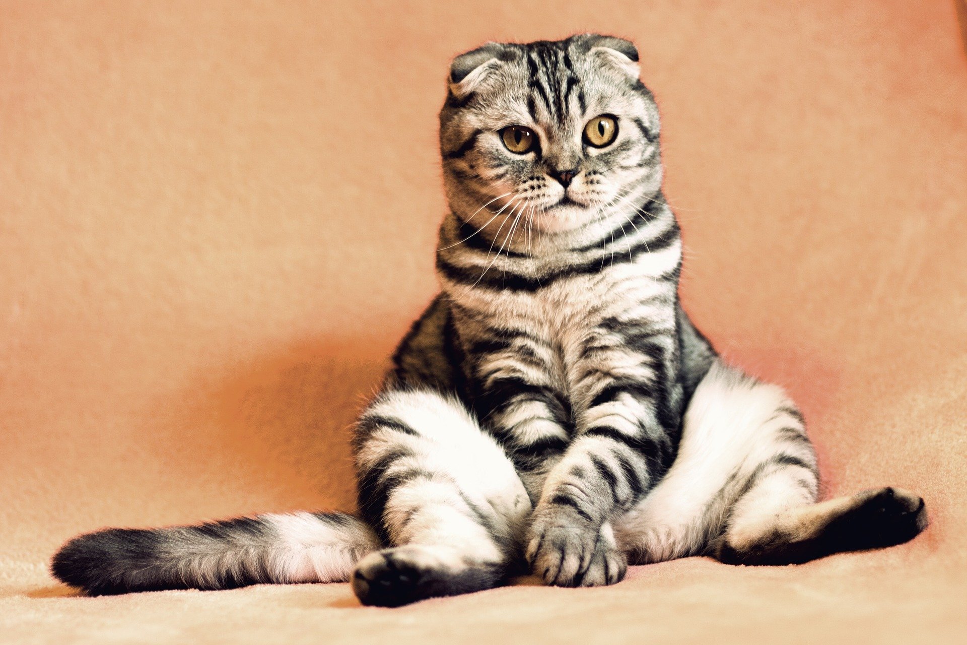 黄浦律师所咨询逗猫被抓伤，养猫人该负责吗
